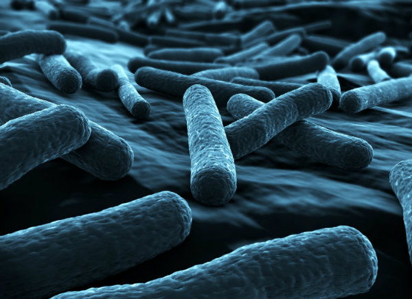 ecoli bacteria